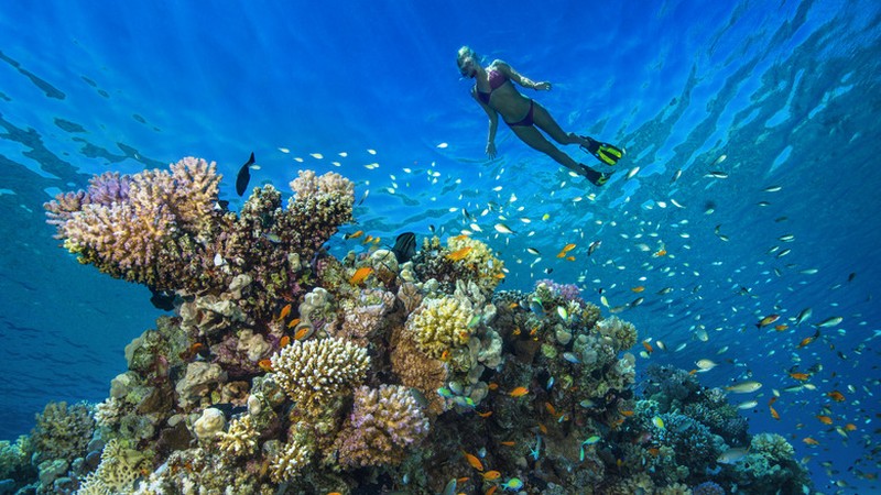 Antigua Reef Snorkeling Adventure