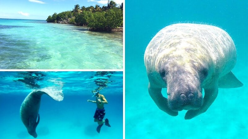 Belize Manatee & Mangrove Tour