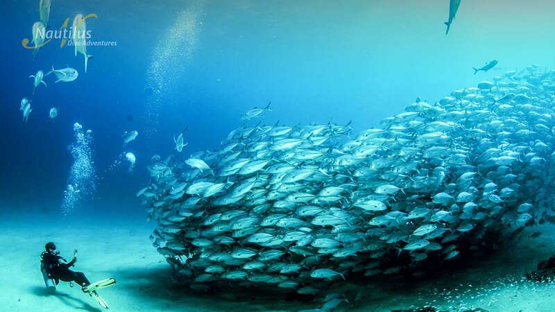 Scuba Diving at Cabo Pulmo