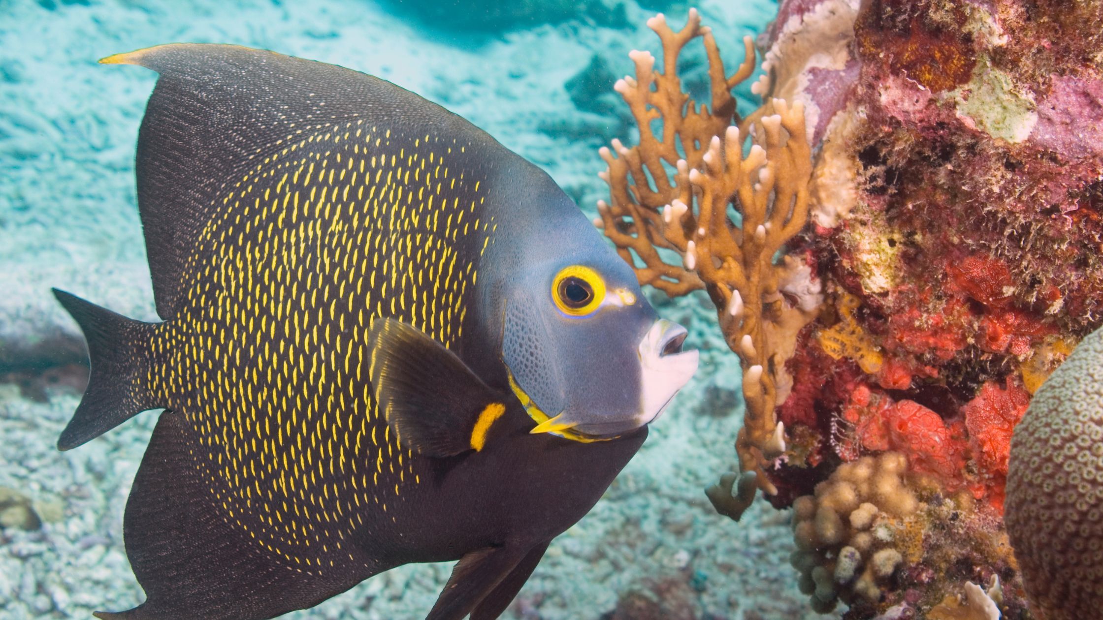 Aruba Scuba Discover Course