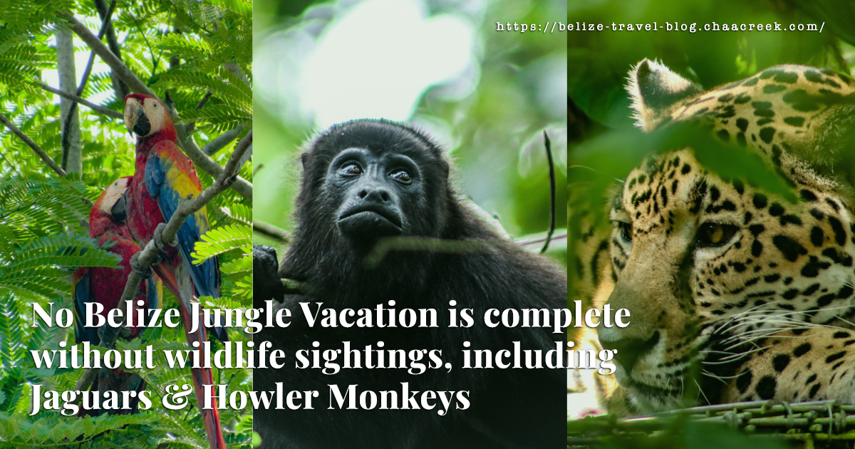Belize Photography Jungle Walk