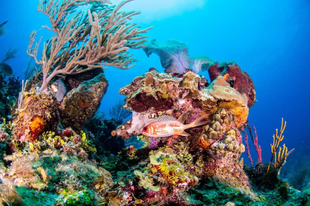 Hol Chan Marine Reserve Snorkel