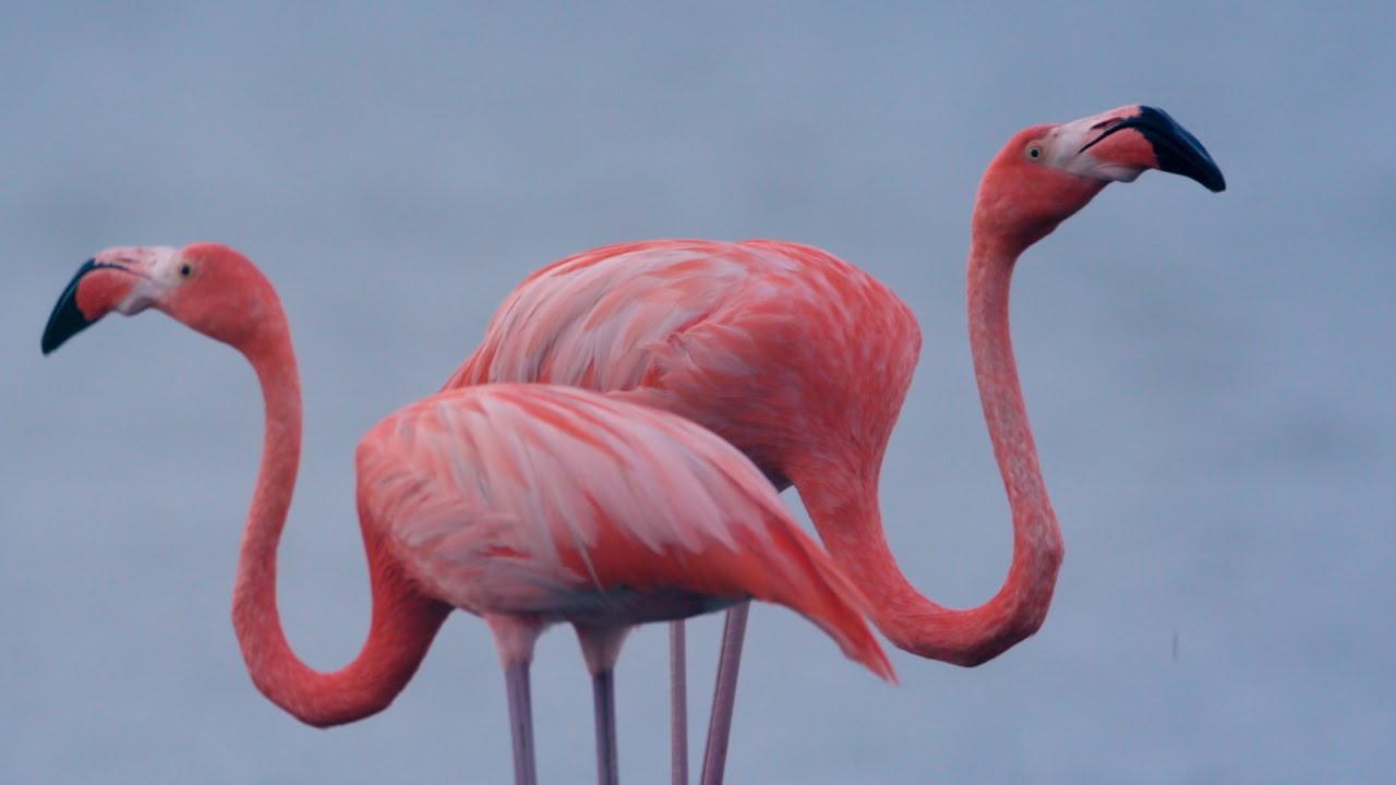 Bonaire Eco-Farm & Garden Tour