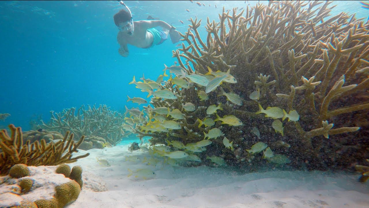 Klein Bonaire Beach & Snorkel Trip