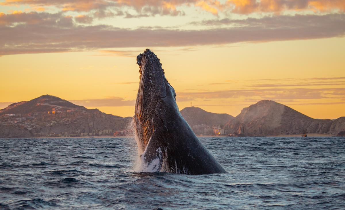 Cabo Whale Watching Cruise