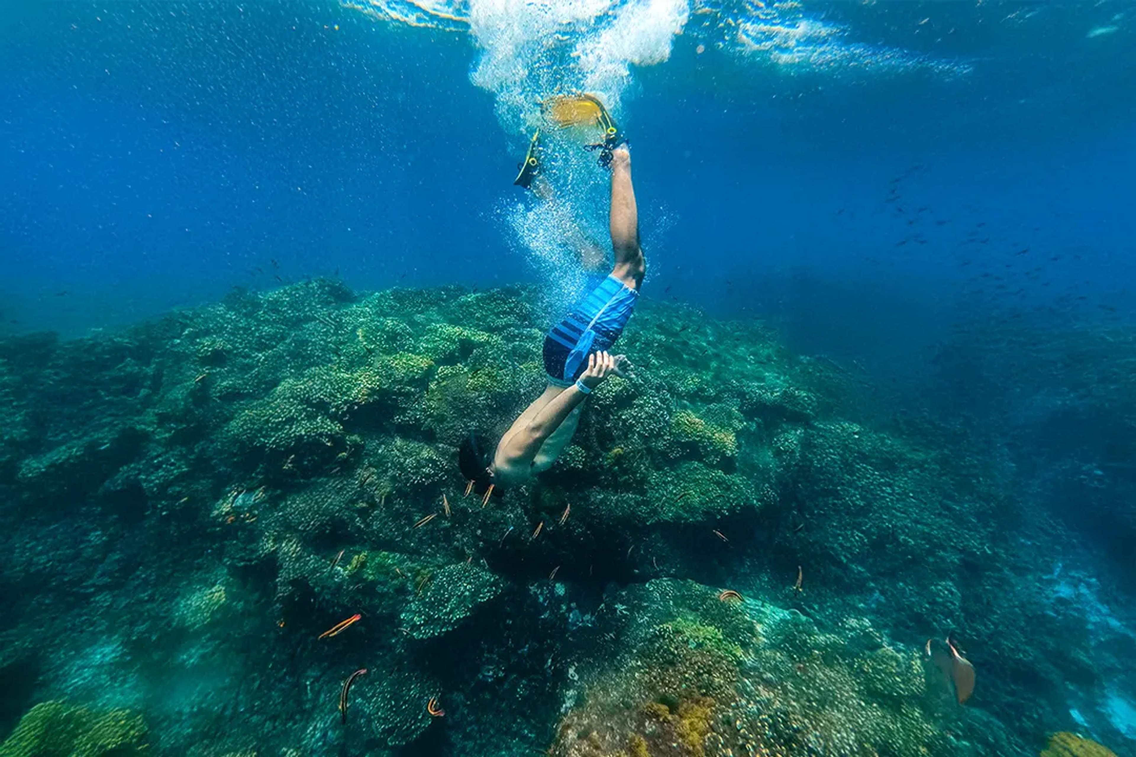 Cabo Reef Snorkeling Adventure