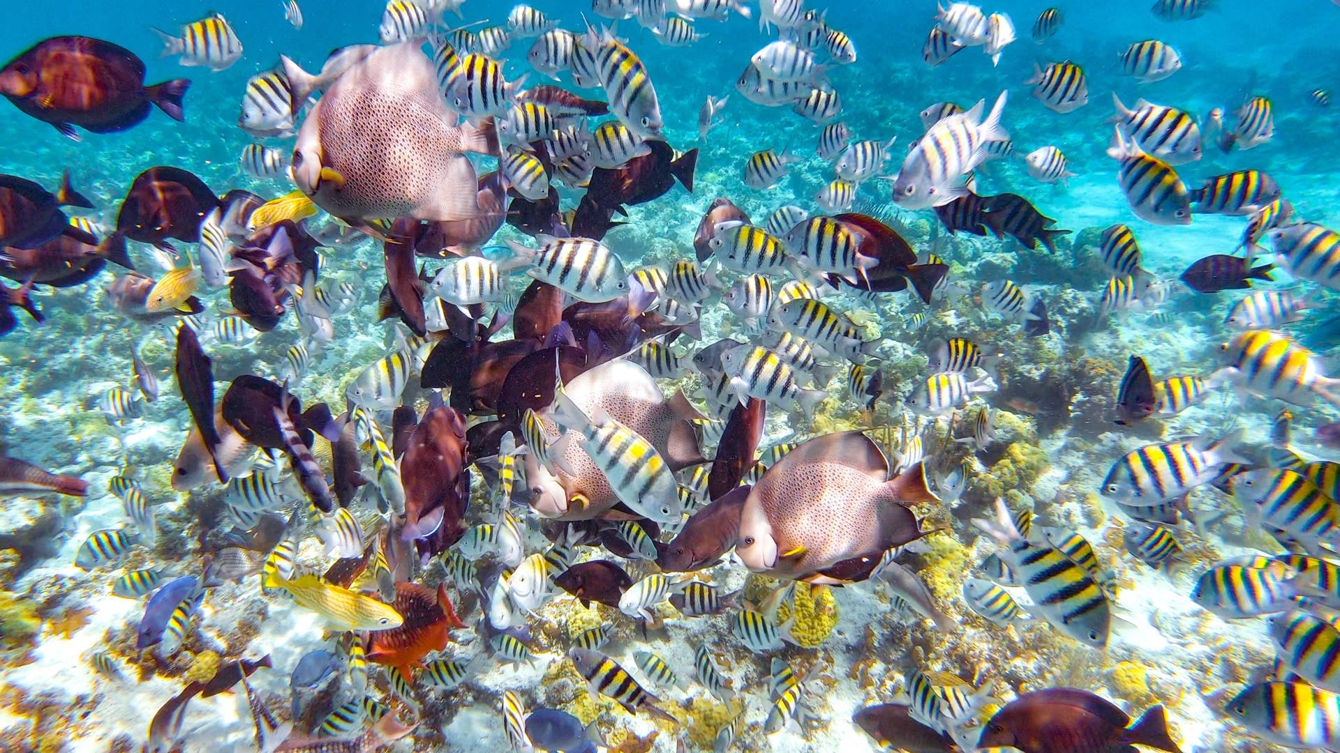 Pearl Cove Snorkeling