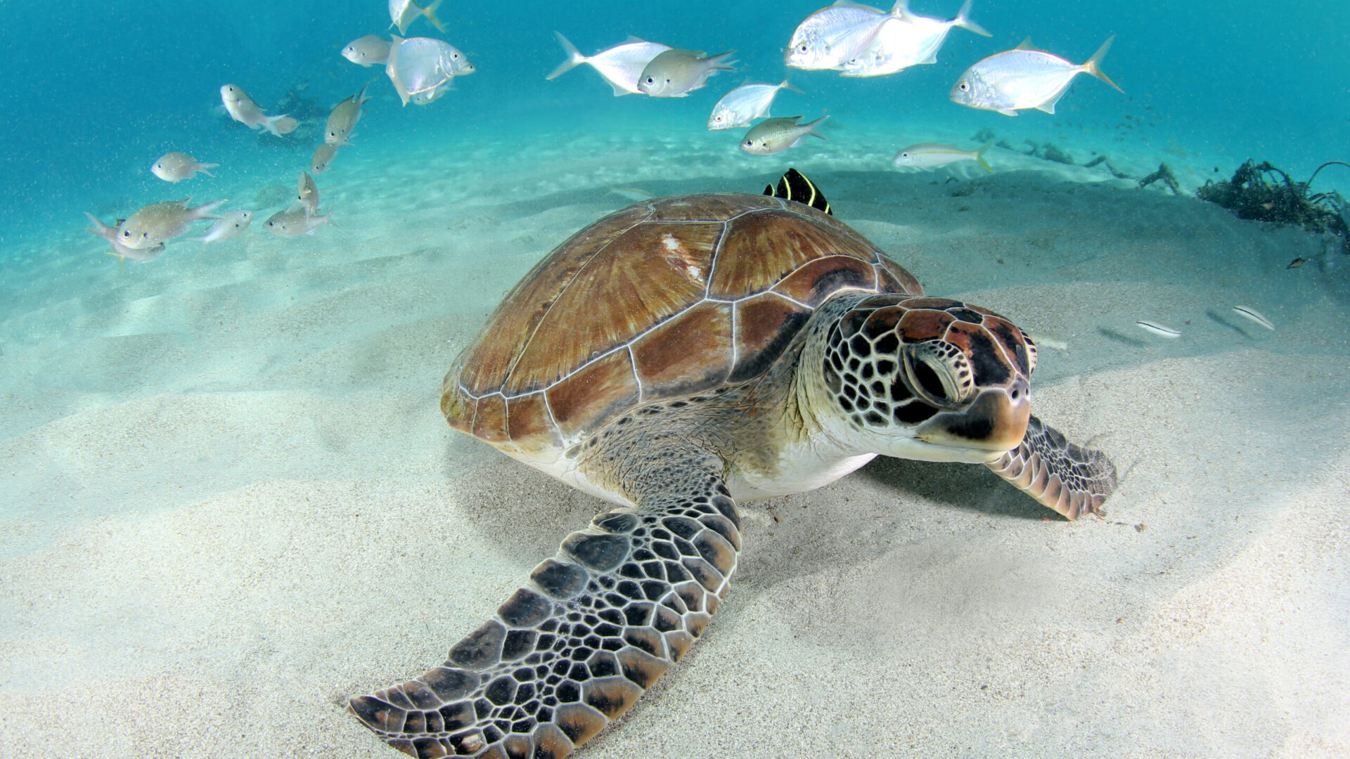 Curaçao Diving Discovery Course