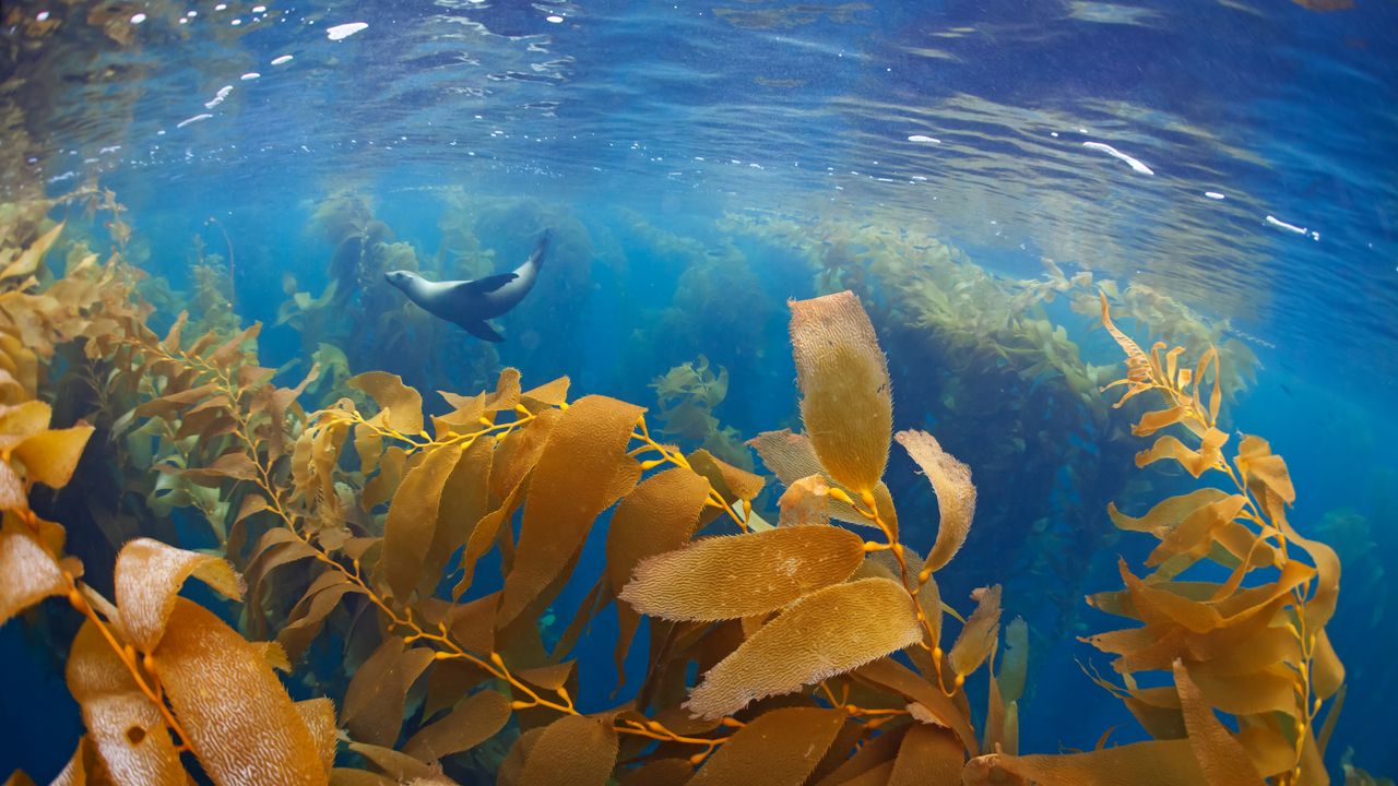 Ensenada Night Snorkel