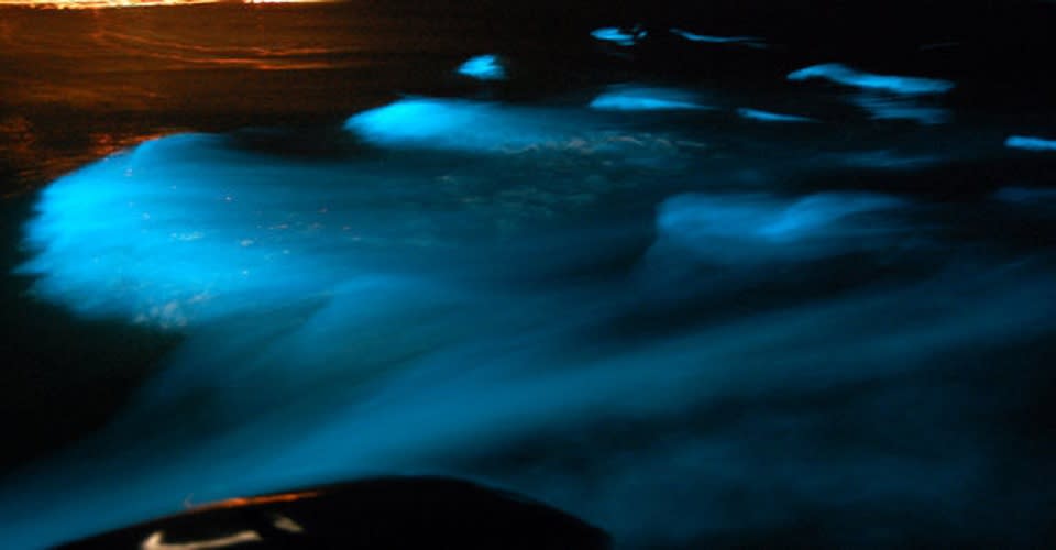 Luminous Lagoon Night Tour