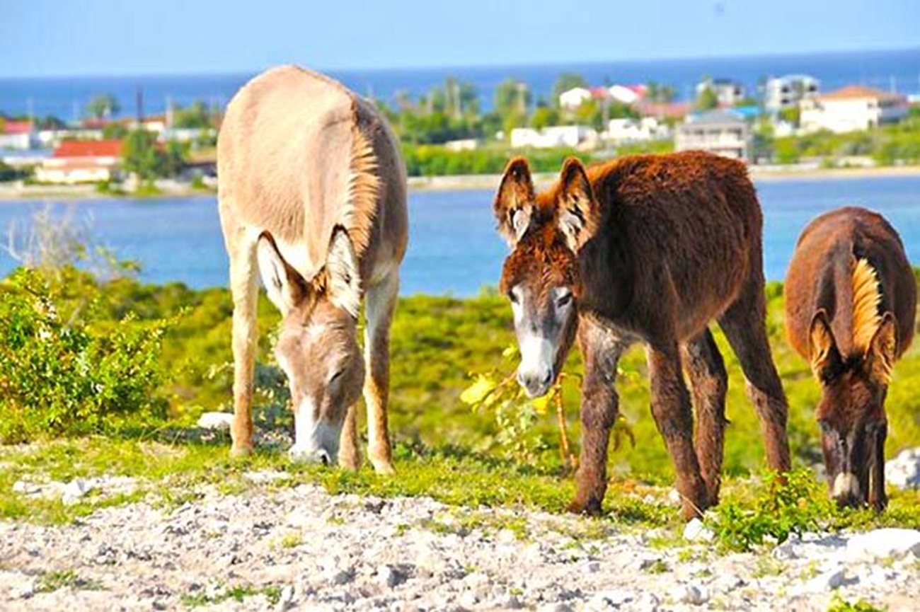 Grand Turk Segway Tour
