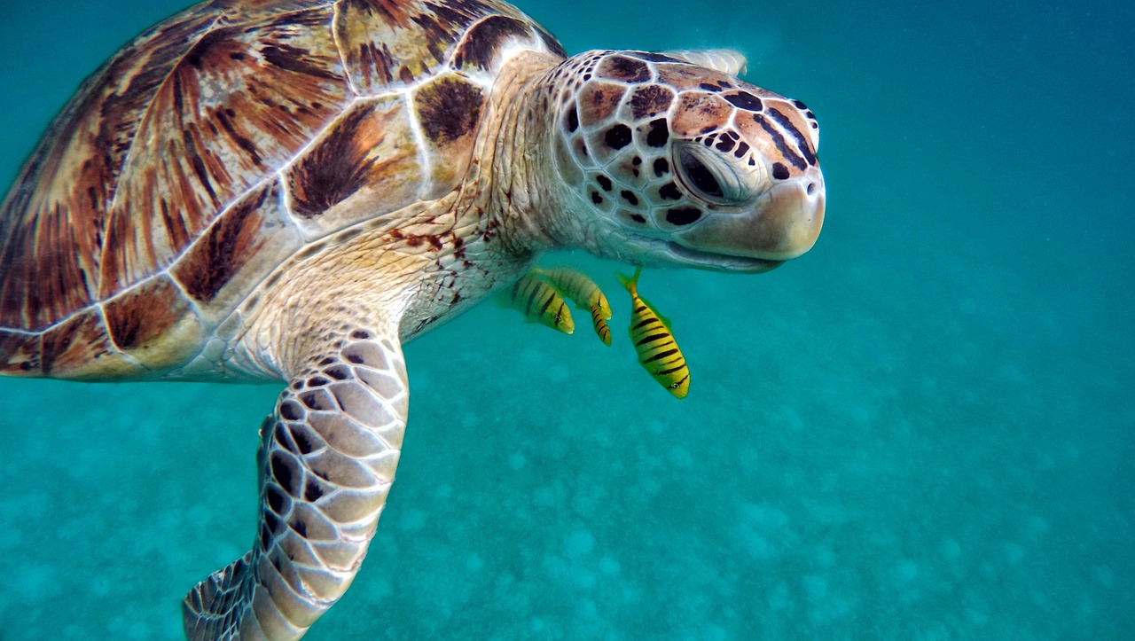 Honolulu Turtle Canyon Snorkel Sail