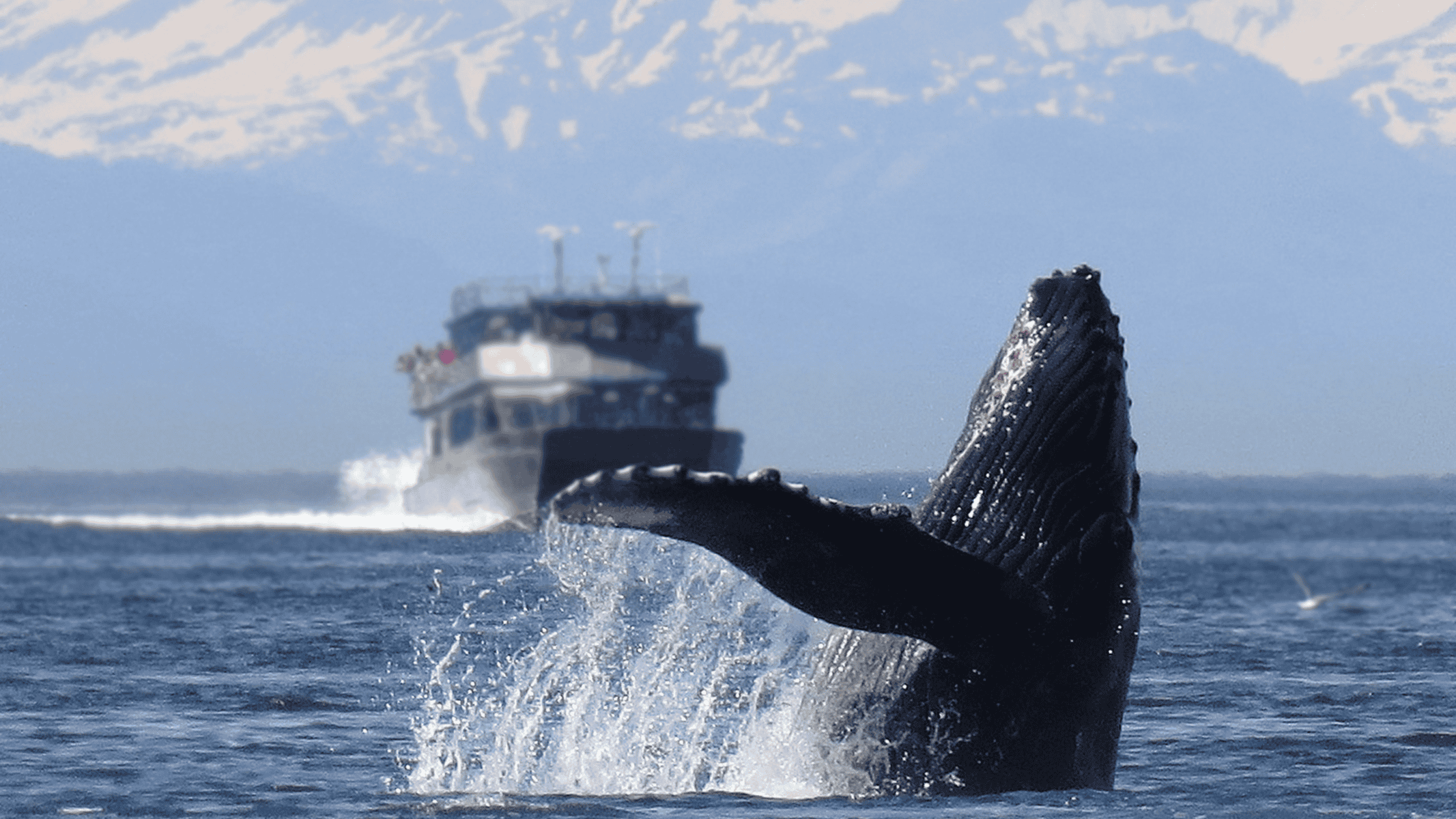 Icy Strait Helicopter & Bear Search