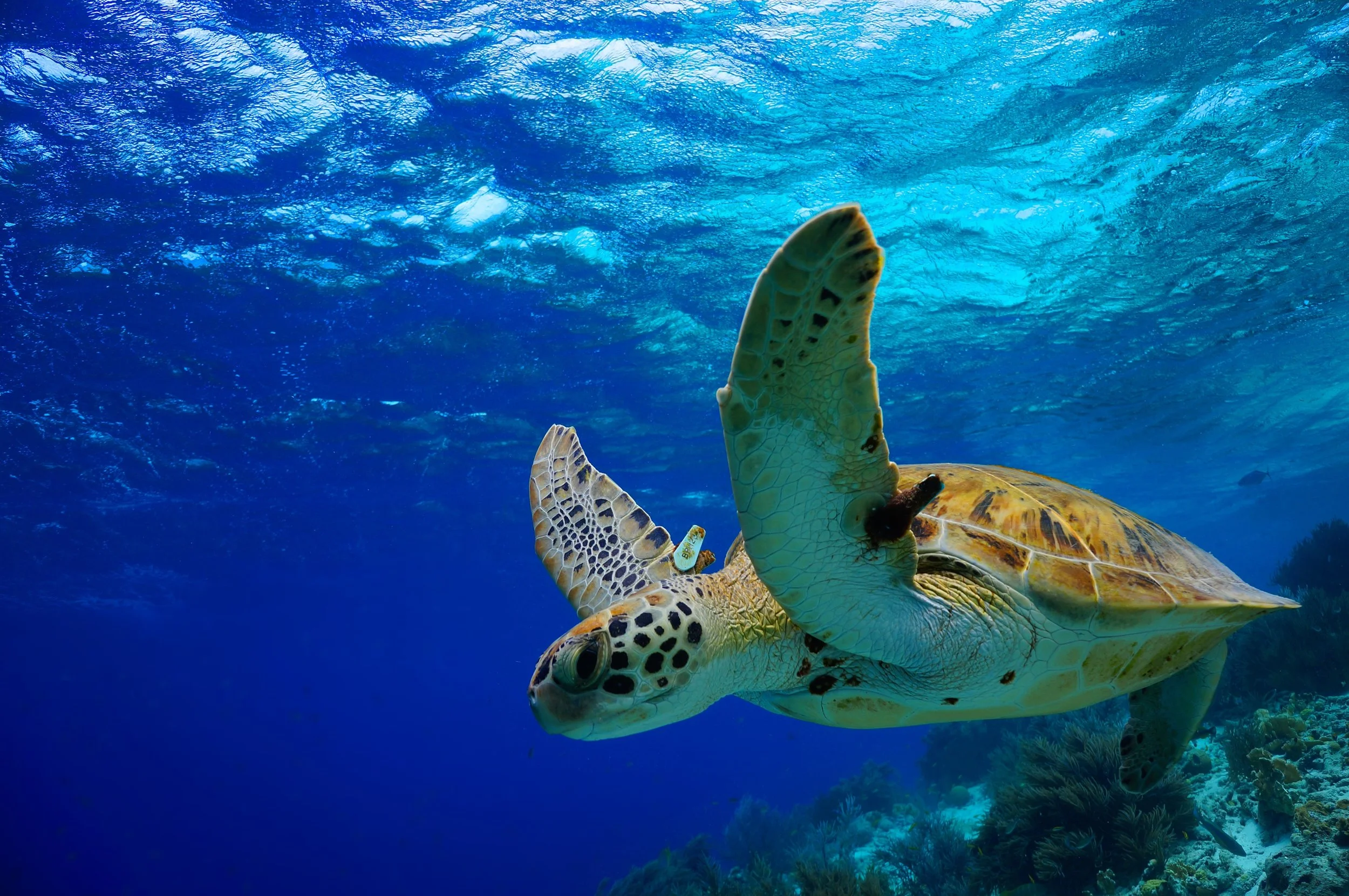 Maui Night Manta Ray Snorkel