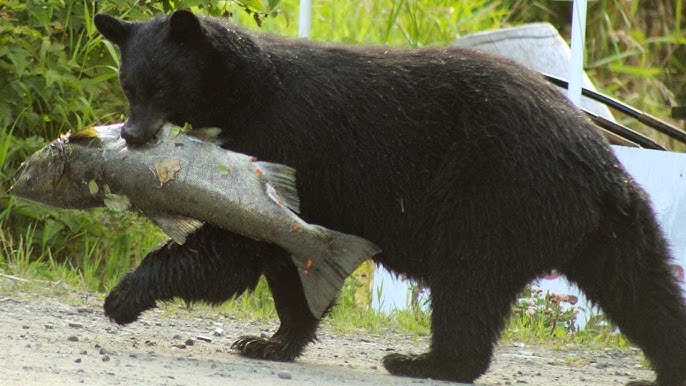 Ketchikan Bear Viewing by Floatplane