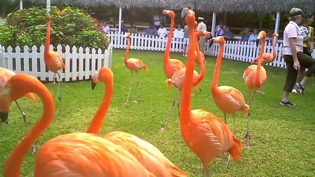 Ocean Cay Marine Conservation Tour