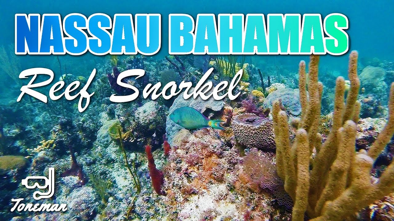 Ocean Cay Guided Snorkeling Safari