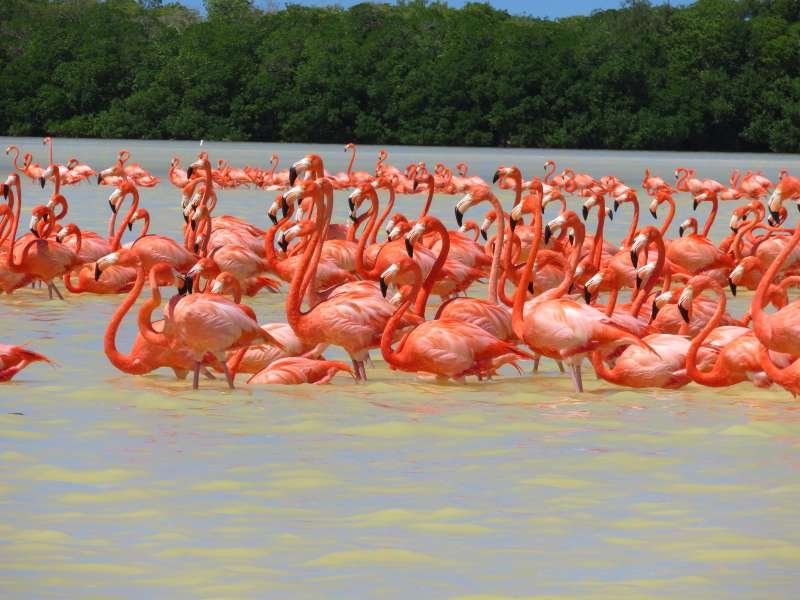 Progreso Bird & Flamingo Tour