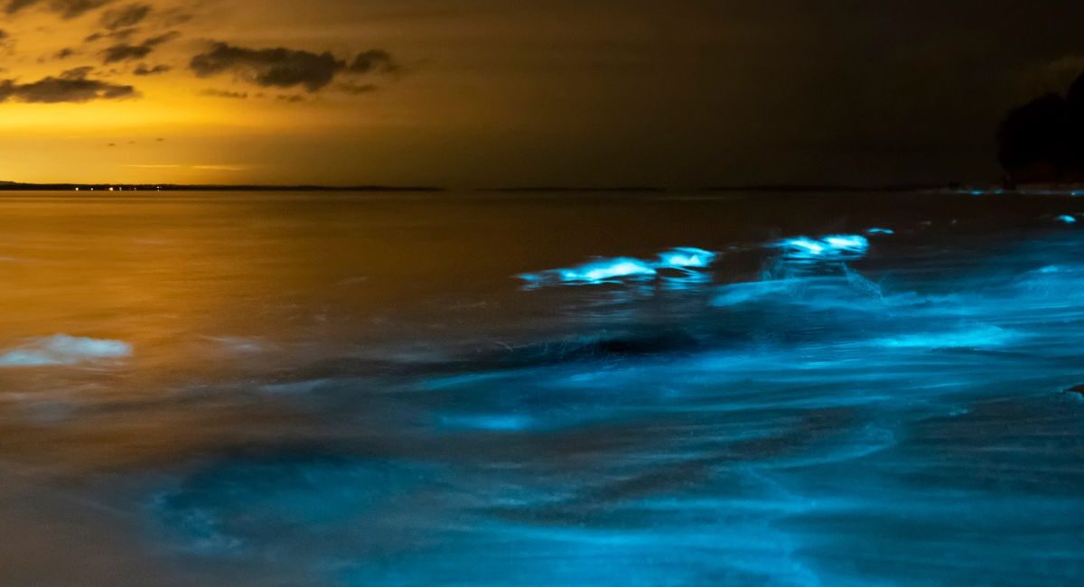 Bioluminescent Bay Kayak Tour