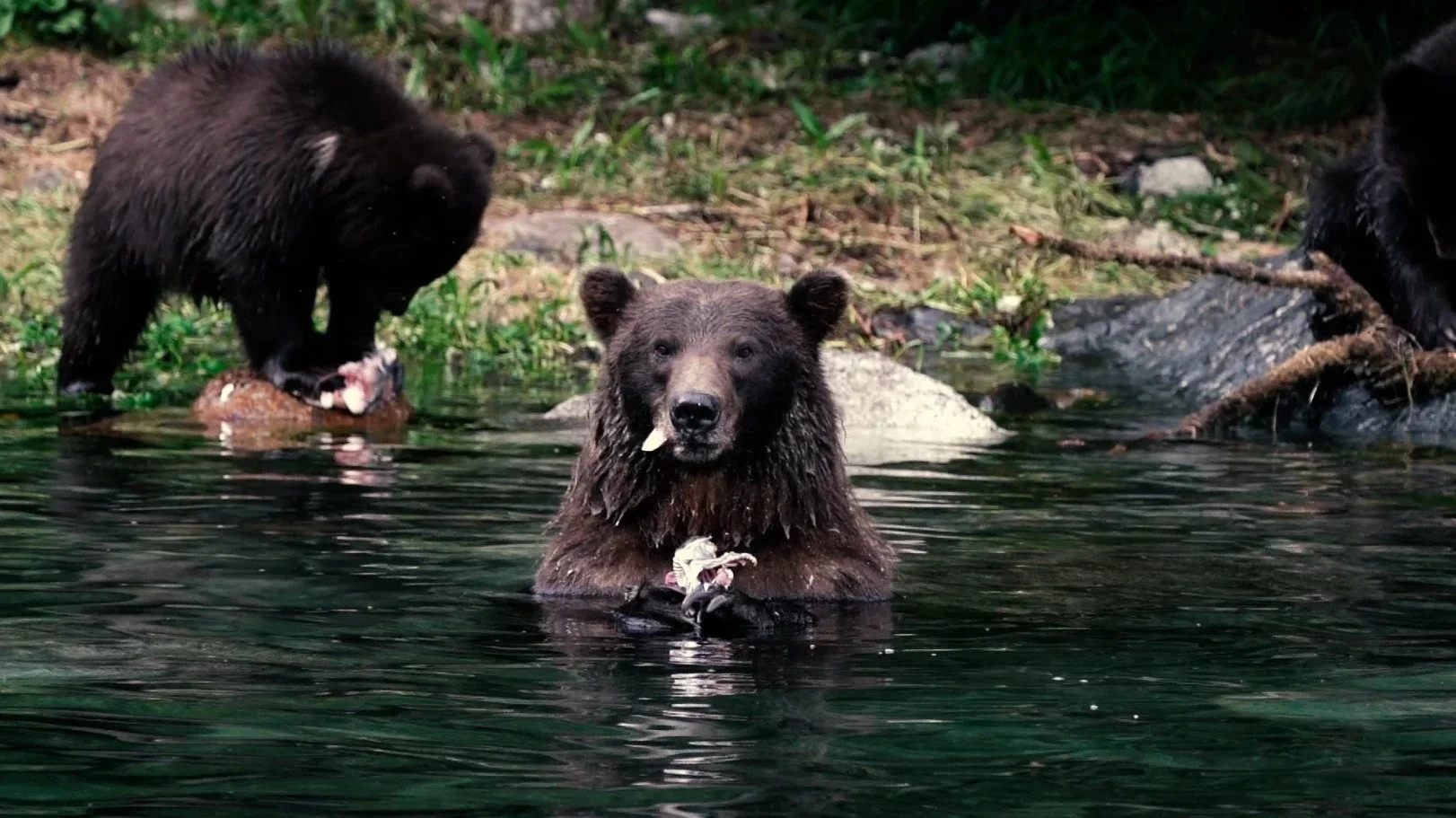 Sitka Private Nature & Wildlife Tour