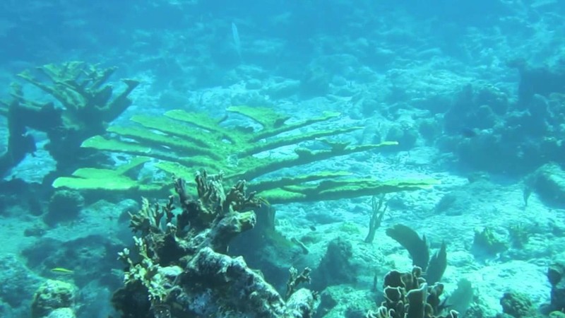 Antigua Reef Snorkeling Adventure