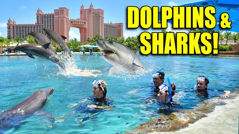 Dolphin Encounter
