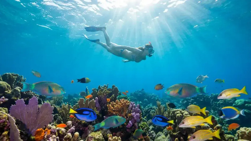 Snorkel Gear Rental & Beach Snorkel