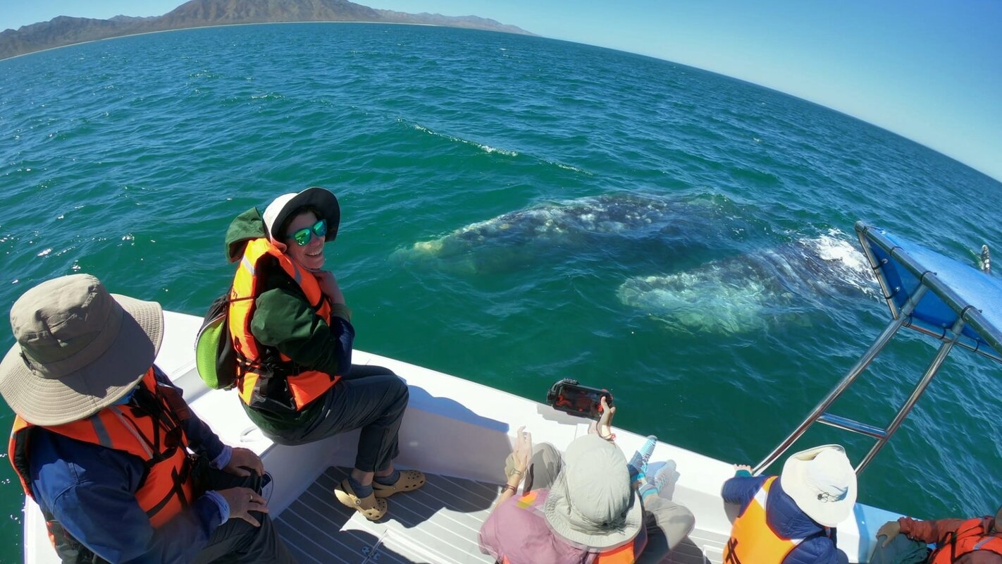 Whale Watching Expedition