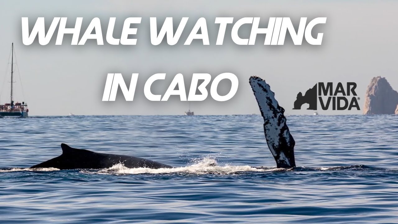 Cabo Whale Watching Cruise