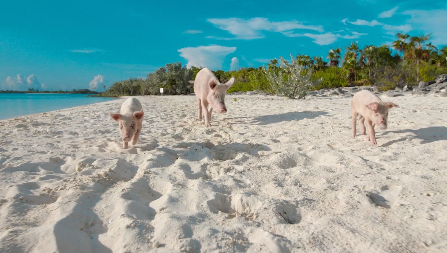 Swimming Pigs Boat Excursion
