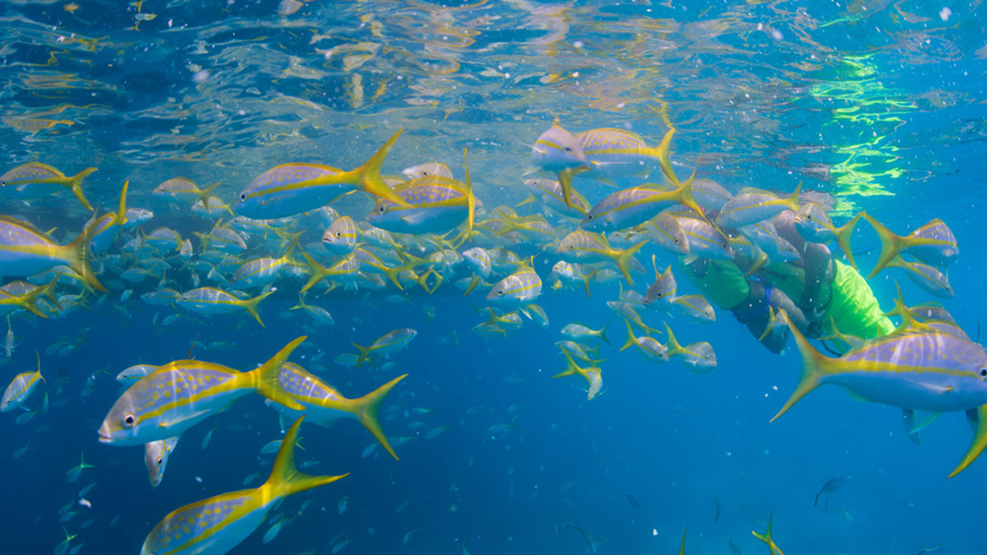 Key West Night Snorkel Adventure