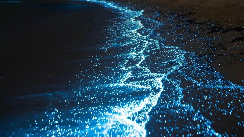 Bioluminescent Bay Night Tour