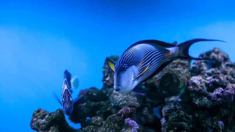 Snorkeling the Coral Gardens