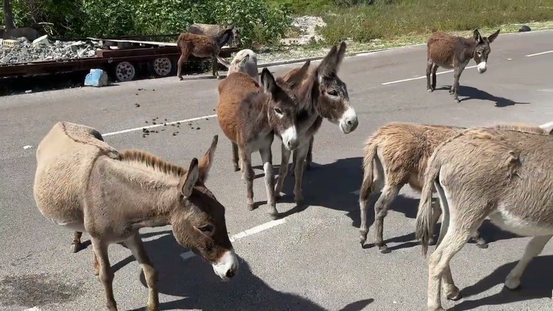 Wild Donkey & Horse Safari