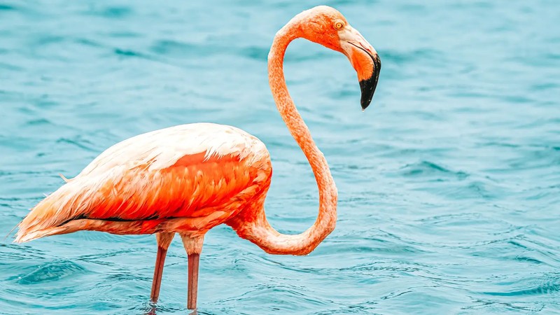 Salt Ponds Flamingo Walk