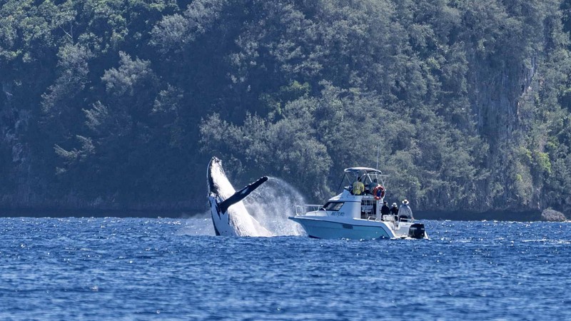 Whale Watching (Seasonal)