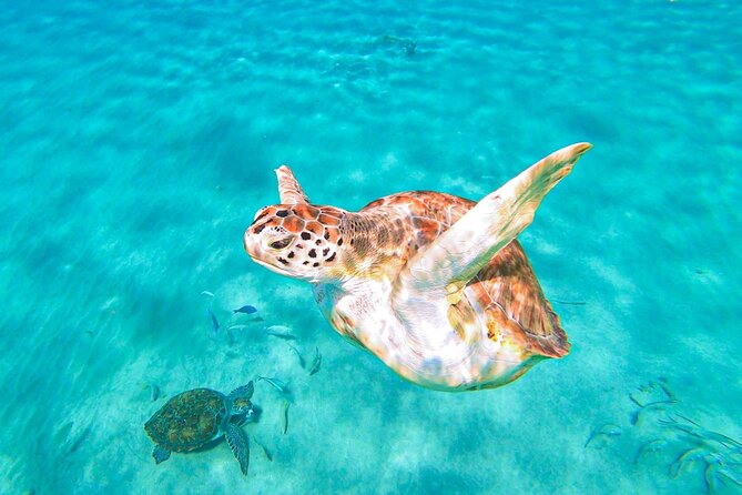 Barbados Sea Turtle Swim & Shipwreck Snorkel