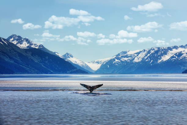 Juneau Whale Watch & Mendenhall Glacier Combo