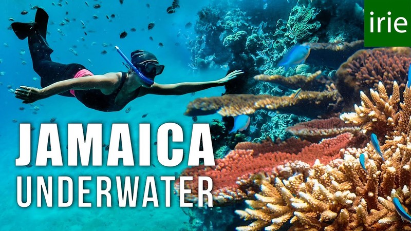 Snorkeling at Montego Bay Marine Park