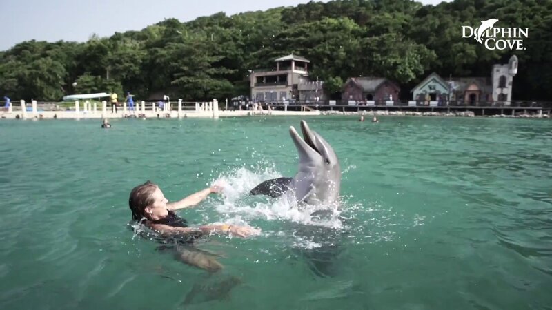 Dolphin Cove Swim & Encounter