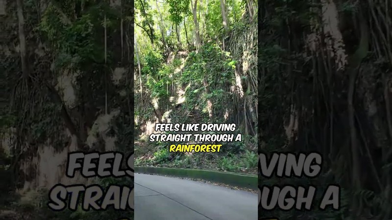 Fern Gully Scenic Drive & Shopping