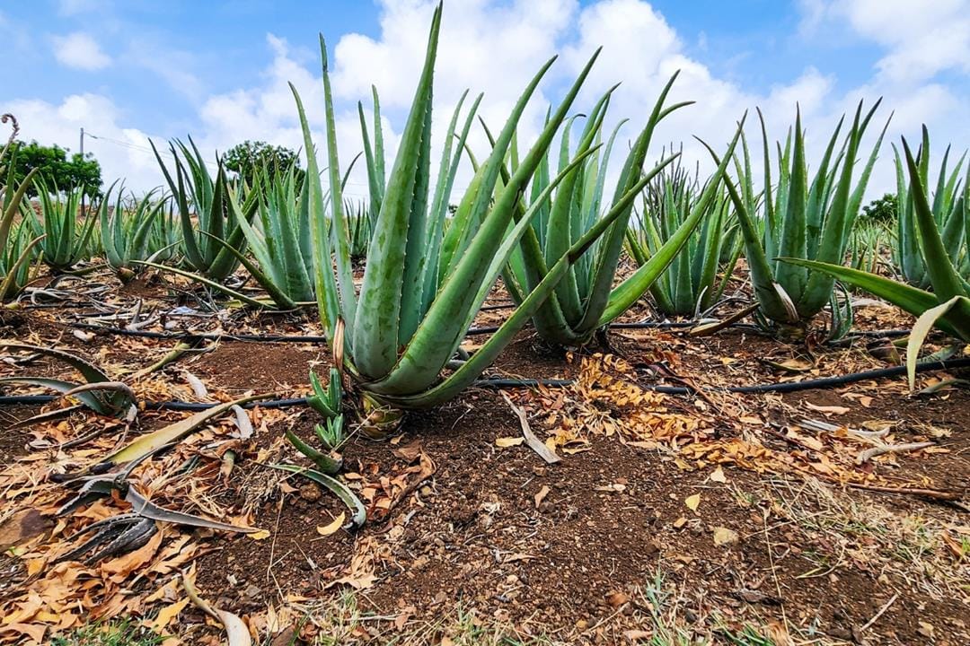 Curaçao Aloe Vera Plantation Tour