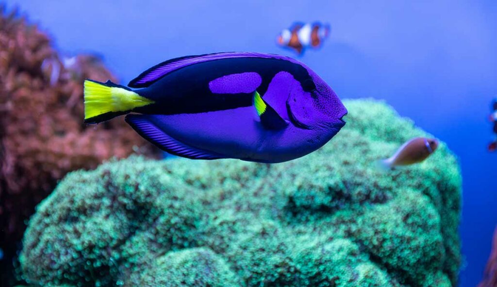 St. Maarten Night Snorkel Adventure