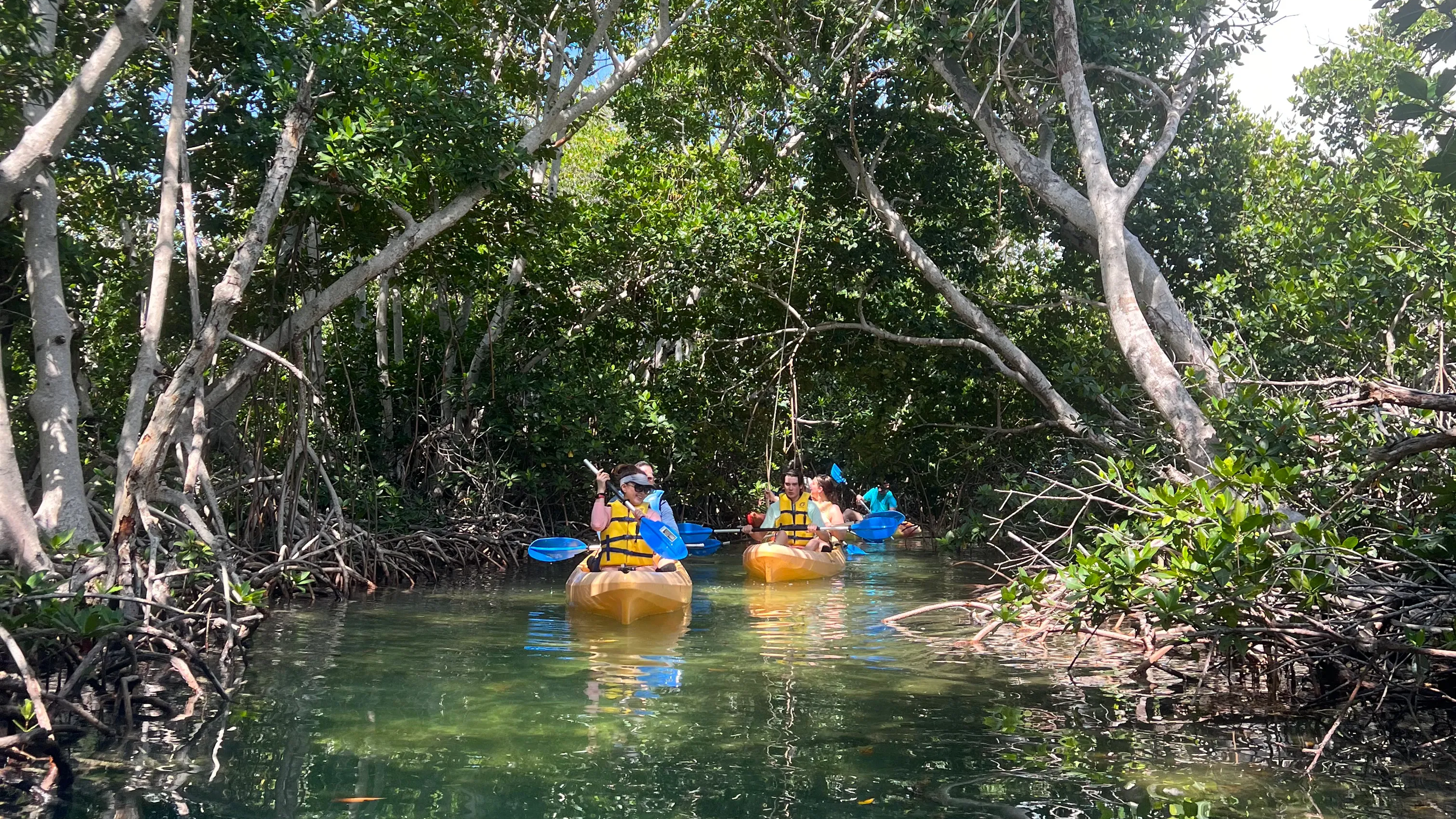 Key West SUP & Mangrove Tour