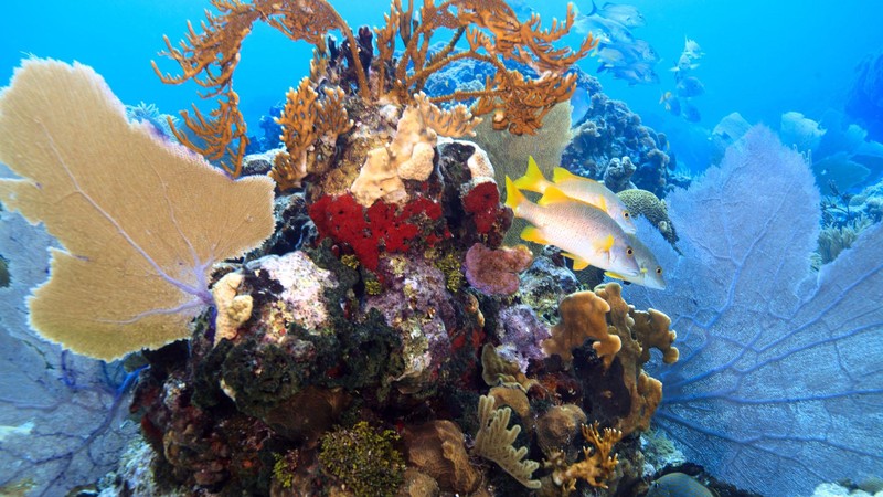 Roatan Glass Bottom Boat & Reef Tour