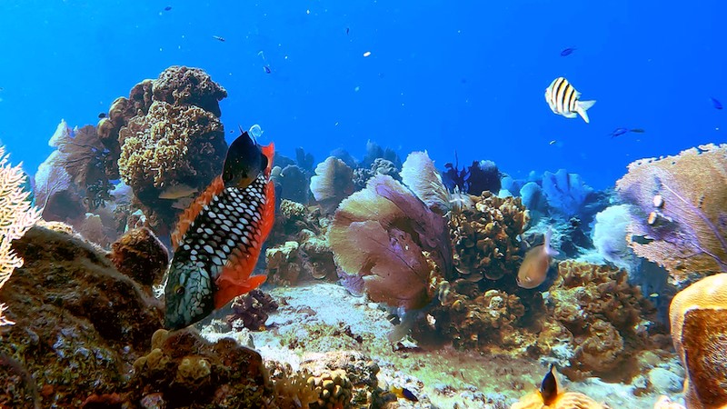 Scuba Diving for Beginners