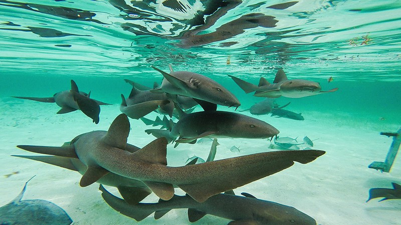Shark Ray Alley Snorkeling
