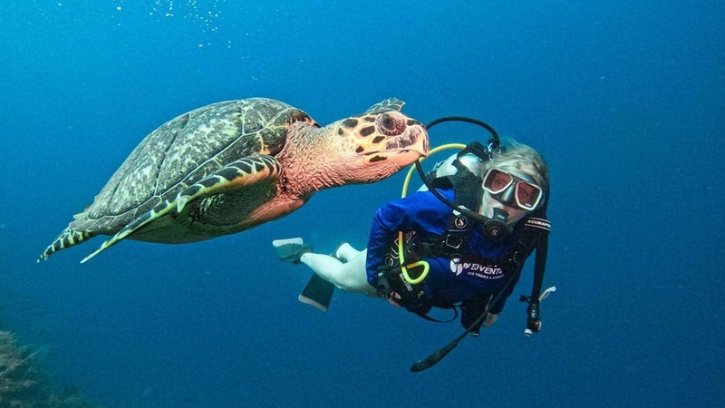 Turtle Cove Snorkeling Expedition